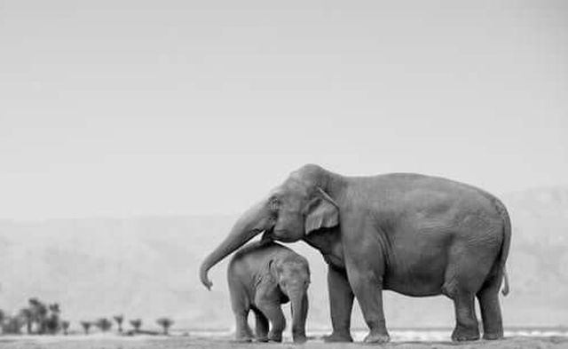 images elefantes