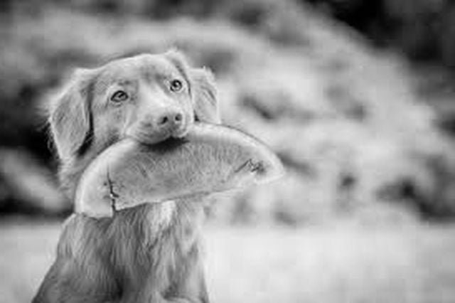 images perro y frutas