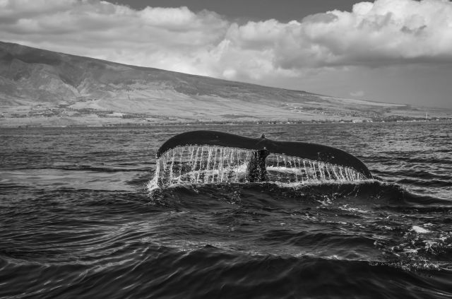 2020/11/10 Arturo Ignacio Siso Sosa: La ballena agradecida