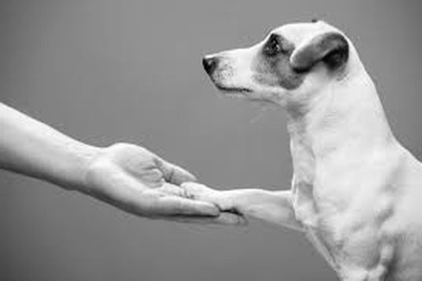2020/11/17 Arturo Ignacio Siso Sosa: La verdad sobre la adopción de mascotas